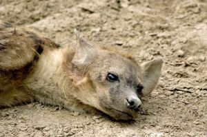 Face of Brown Hyena 